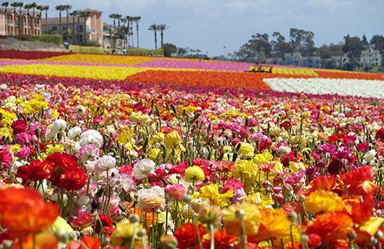 Bunga Paling Cantik Dan Mahal Di Dunia Background