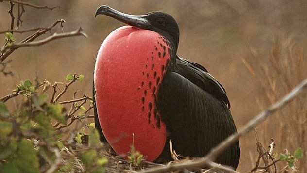 Wow Inilah 10 Spesies Burung Terunik Aneh Dan Luar Biasa Tentik
